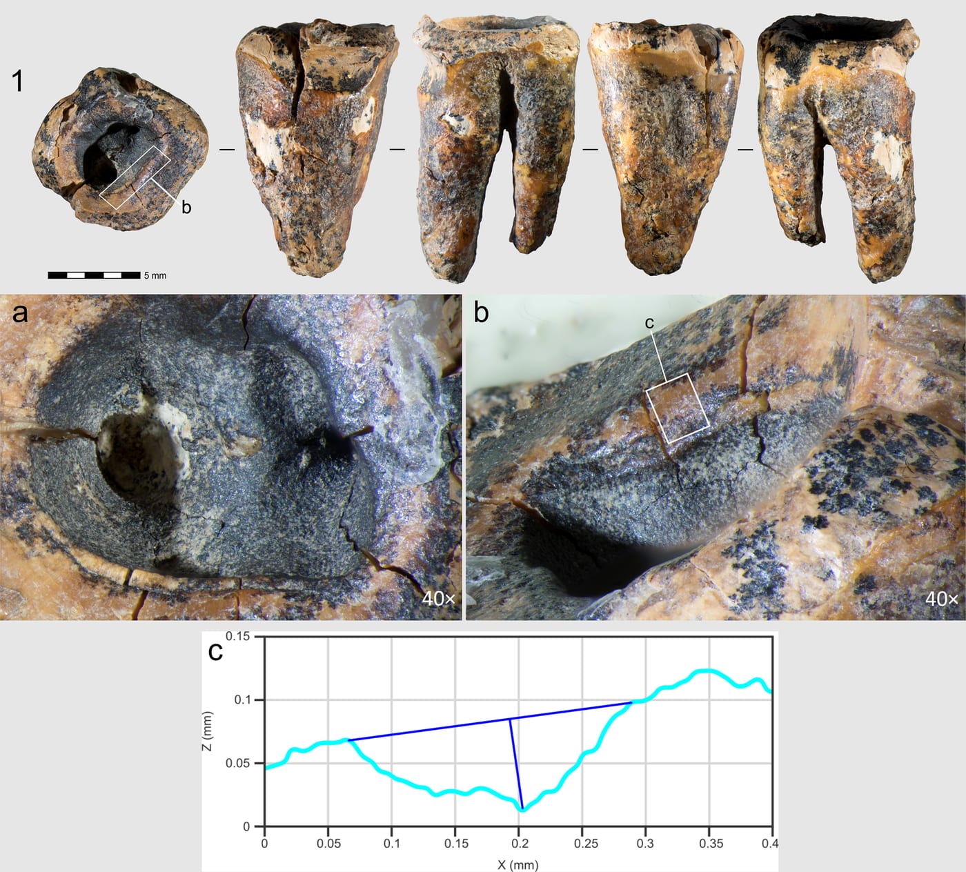 Specimen Chagyrskaya 64 photographed from five angles, with 40x microscopy of the drilled access cavity and a depth profile of the cavity wall.
